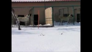 Турецкий кангал