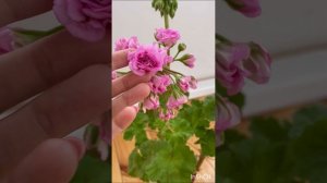 Моя супер-новинка пеларгония Ю_Мерлезон-2?❤️