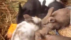 Чем кормить кроликов зимой