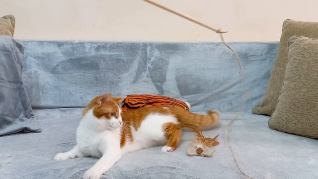 Корма которые не стоит покупать - роял канин, пурина про план и хиллс смотреть онлайн