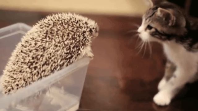 История одного праздника - 30 ноября Всемирный день домашних животных смотреть онлайн