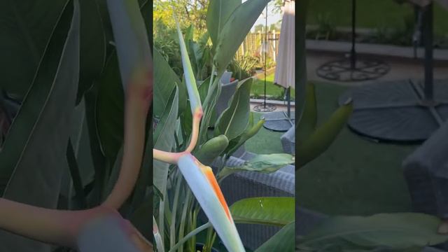 Bird of paradise twin flowers смотреть онлайн