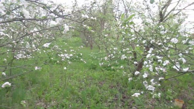 Виктор Безгодков. Праздничный сад. Праздник ЖИЗНИ, МИРА! смотреть онлайн