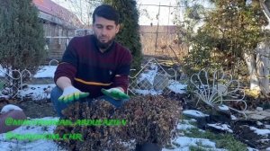 ЧТО ДЕЛАТЬ С ХРИЗАНТЕМАМИ ПОСЛЕ ОТЦВЕТАНИЯ?