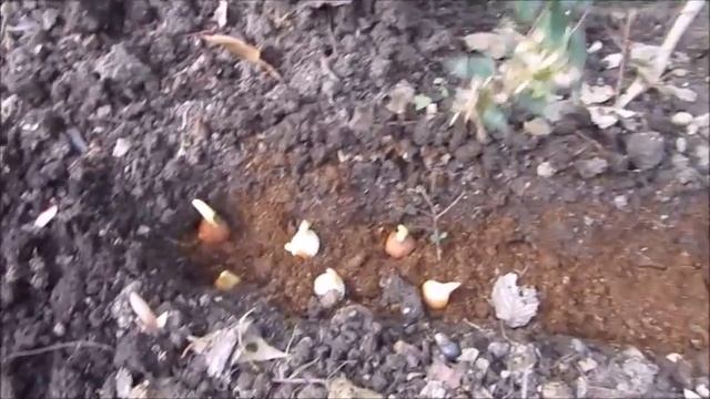 Гроза от слизней. Тюльпаны для души. Весна в Сочи начинается в январе. смотреть онлайн