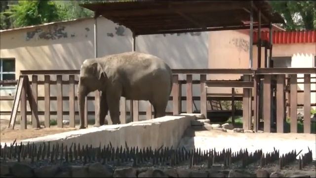 Горьковский зоопарк. смотреть онлайн