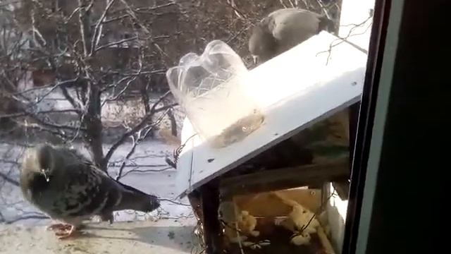 Видео про птиц. Голуби в кормушке на подоконнике. смотреть онлайн