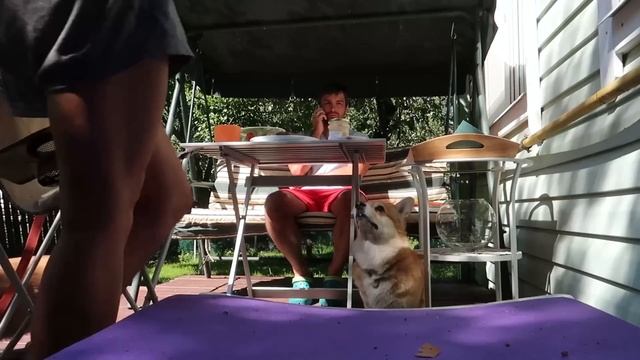 Нежности с котиком ? Уезжаем |Вспоминаем команды с собаками ⭐️Большой VLOG смотреть онлайн