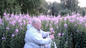 Сбор Иван чая, когда и зачем  кипрей узколистый, заготвка иван чая самостоятельно. Простой метод