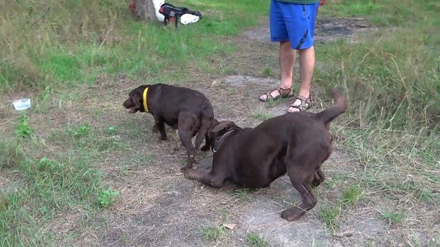 Шоколадные лабрадоры Чемпион Умберт и Нора. Ждём новый помёт в конце октября 2022 г. Одесса. Украин смотреть онлайн