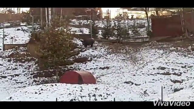 Особенности Калужской покатухи.(ЗАШИПОВАННЫЙ ПИТ) смотреть онлайн