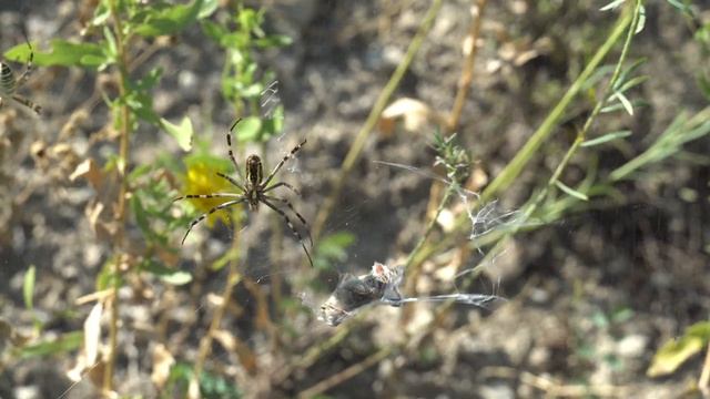 Argiope bruennichi в Николаевских степях смотреть онлайн