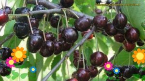 Черешня Любимица Астахова. Краткий обзор, описание характеристик prunus avium Liubimitca Astakhova