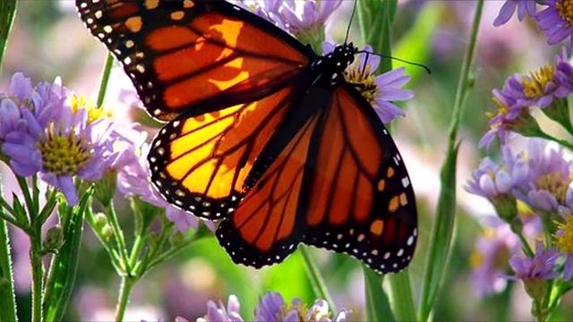 З Днем Народження, Ніна!!! смотреть онлайн