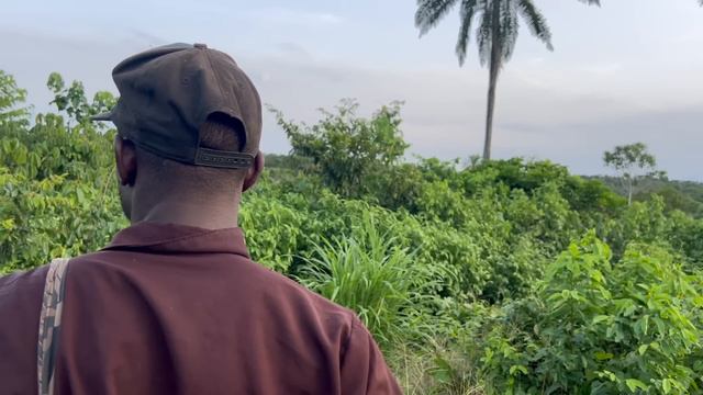 Hunting wild hog - Red River Hog Hunting In Nigeria - hunting Ep26 смотреть онлайн