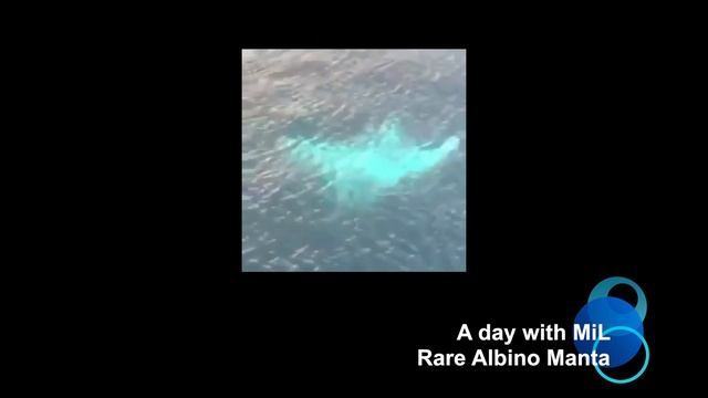 Rare Albino Manta Ray смотреть онлайн