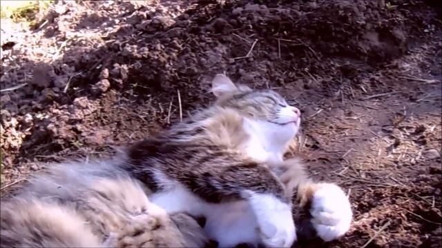 #кот#cats Помогатор вырубился смотреть онлайн