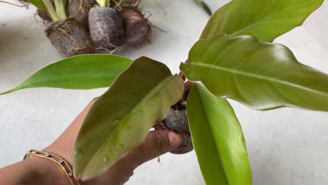 അടിപൊളി Combo Offer | Philodendron | 8️⃣Varieties | Flash Sale⚡️