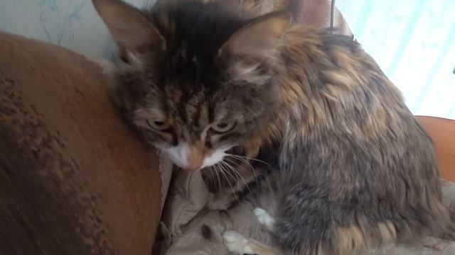 ПРИКОЛЫ / КОШКА ПОЗИРУЕТ НА КАМЕРУ / МАЛЕНЬКИЙ ЛЕВ / CAT / МЯУРИЦЦИО смотреть онлайн