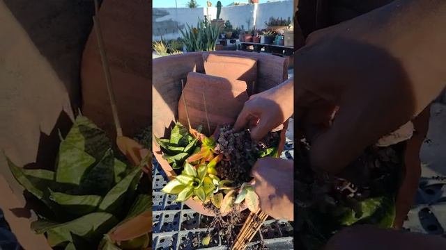 Montagem de arranjo de cactos e suculentas смотреть онлайн