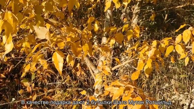 Топ самых дорогих блюд мира смотреть онлайн