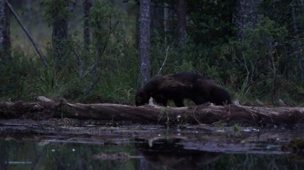 Bears, wolves and wolverines