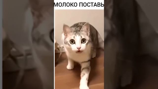 КУДА МИР КАТИТСЯ, УЖЕ КОТ РАЗГОВАРИВАЕТ #казахстан #юмор #астана #семейныестрасти #рыбалка  #кот