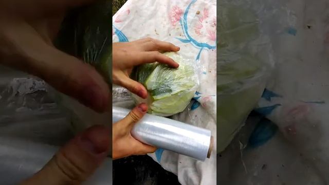 Капуста. Как хранить капусту. Как замотать капусту
