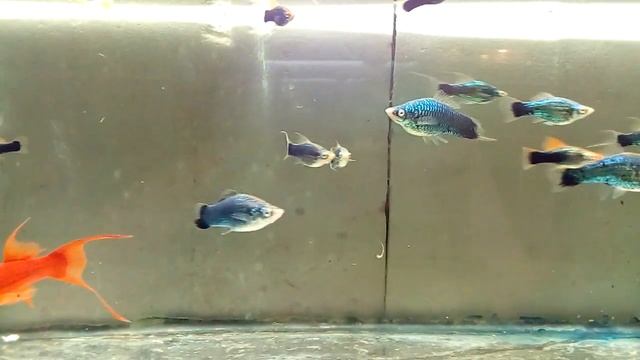 Чёрный меченосец моя селекция смотреть онлайн
