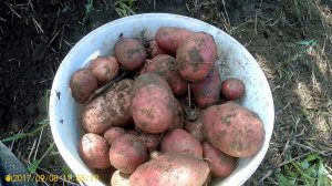 Про картошку и фэншуй в ограде.