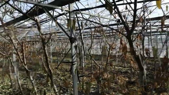 Персик в теплице. 3. смотреть онлайн