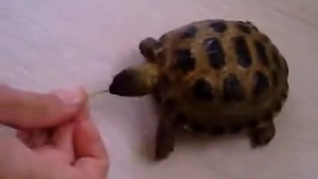 Кормление сухопутной черепахи