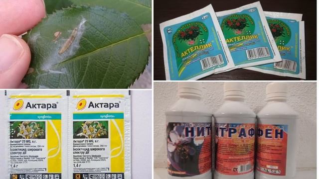 ОПРЫСКИВАНИЕ РОЗ ВЕСНОЙ || График обработок роз с весны до осени! #ОПРЫСКИВАНИЕ #РОЗ #ВЕСНОЙ смотреть онлайн