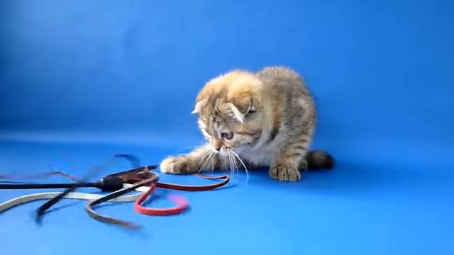 jessy lemur смотреть онлайн