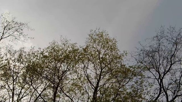 Весенние медоносы: верба белая (ива), клён остролистный. смотреть онлайн