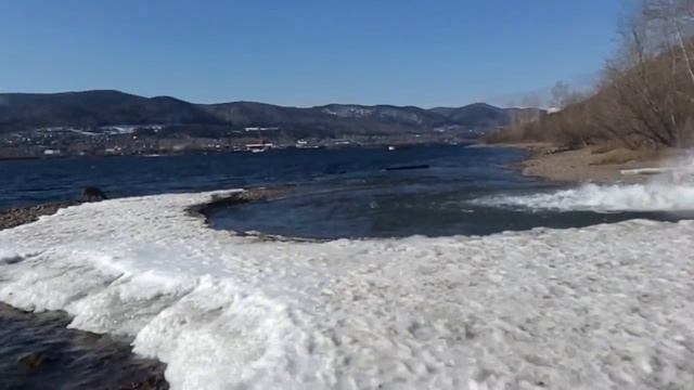 Риджбек на прогулке на берегу Енисея