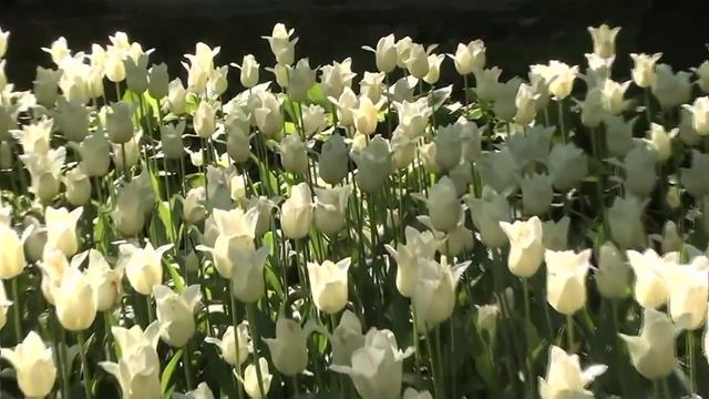 Международный женский день 8 марта Поздравляем ! смотреть онлайн