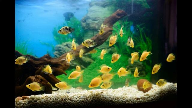 Мальки цихлид - фортуны и цитроны смотреть онлайн