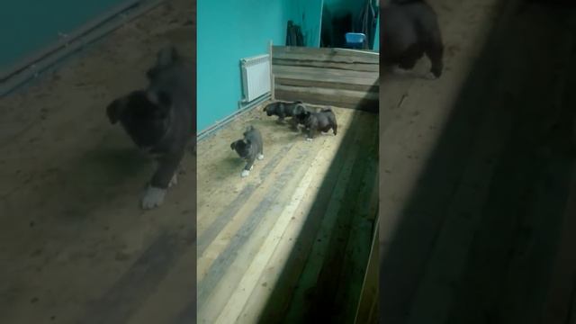 Американская Акита-продажа щенков смотреть онлайн