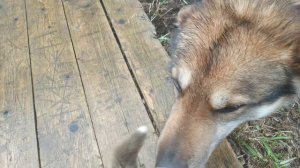 Как ребёнок Серый (западно сибирская лайка).