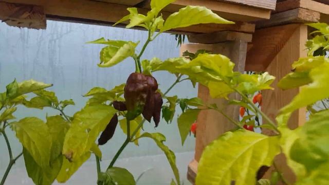 Dynamitechillies harvest super chilli, cayambe and peruvian lemon drop смотреть онлайн