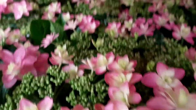 Hydrangea blooming in various colors смотреть онлайн