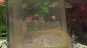 Подготовка и роды ГУППИ! Первый опыт!!!