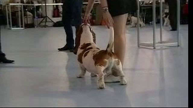 выставка собак Молдавия, Кишинев, 08-09.10 смотреть онлайн