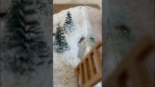 Муравьи строят из песка