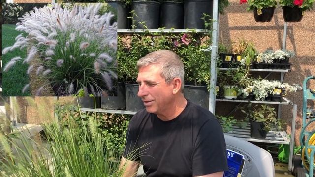 Little Bunny Dwarf Fountain Grass | Pennisetum Alopecuroides