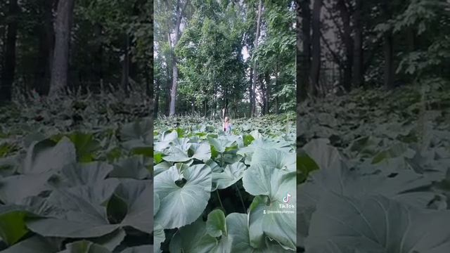 Лопухи Нескучного сада смотреть онлайн