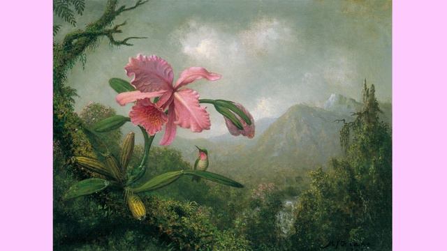 Orchid and Hummingbird near a Mountain Waterfall смотреть онлайн