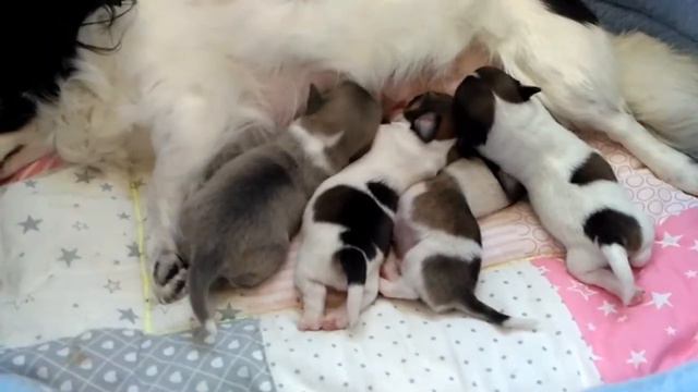 Радость с собаками