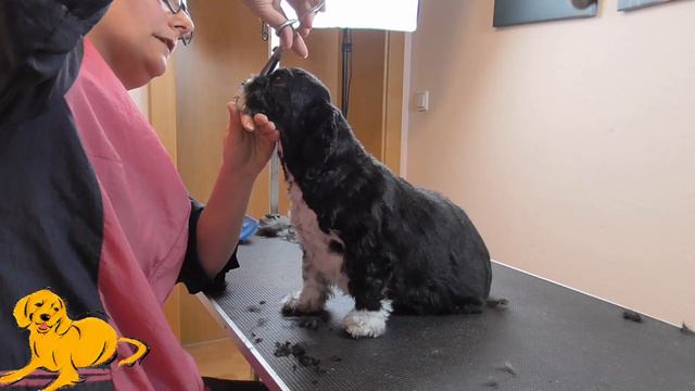 Hundefriseurin Sonja ★ Shih Tzu Mia ★ смотреть онлайн